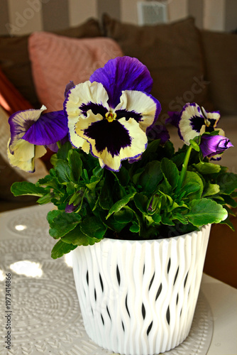 wiosenne bratki, fioletowo-żółte bratki ogrodowe, fiołki ogrodowe, Viola × wittrockiana, Beautiful purple-yellow pansy flowers, garden pansy