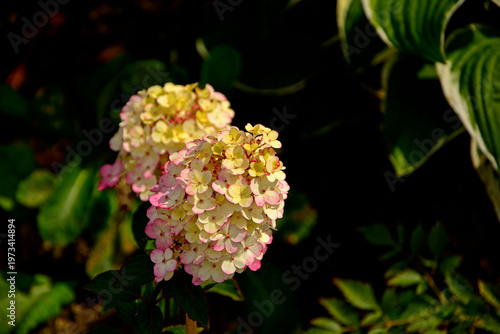 kwitnąca hortensja bukietowa, białe kwiaty, hydrangea paniculata or panicled hydrangea, krzew ozodbny, White flowers of hydrangea paniculata in garden, Hydrangea blooming, Hydrangea paniculata bloom