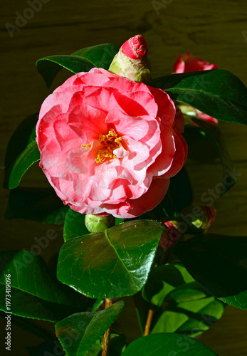 kwitnąca kamielia, różowy kwiat kamelii, Kamelia japońska (Camellia japonica), common camellia, Japanese camellia, Blossoms of pink camellia