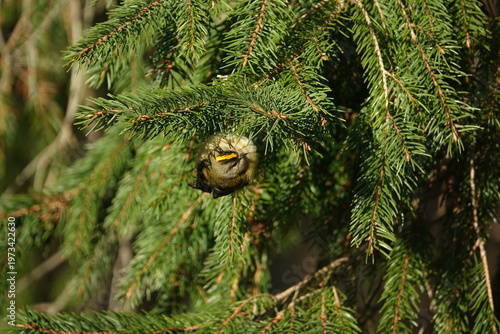 the tiny Eurasian goldcrest (Regulus regulus) searching fir small insects on fir tree