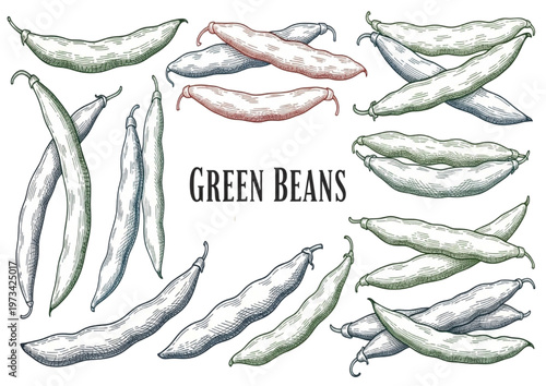 Botanical Engraving Illustration of Fresh Green Beans and Legumes, Hand-Drawn Sketchy Style for Culinary Design
