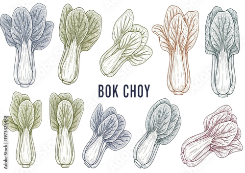 Collection of Fresh Bok Choy Illustrations in Various Colors and Styles