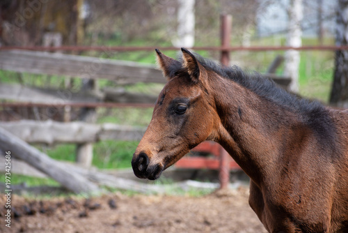 Cute brown foal standing in sunny paddock. Young horse with dark mane and alert ears on ranch. Animal husbandry and rural livestock farming concept. Small mammal in farm enclosure.