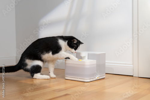 Obraz na plátně curious tuxedo cat touching pet water drinking fountain with paw