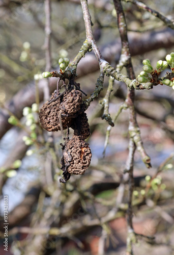 Valokuva Closeup of last year's shrivelled fruit with this year's blossom buds, Derbyshir