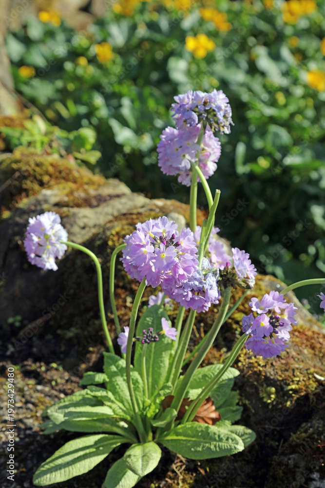 Obraz premium Macro image of sunlit Drumstick Primula flowers, Derbyshire England