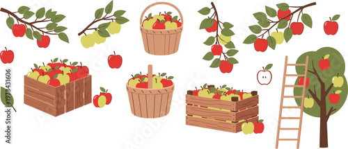 Apple harvest collection with tree branches baskets wooden crates ladder and fresh red green apples vector illustration set