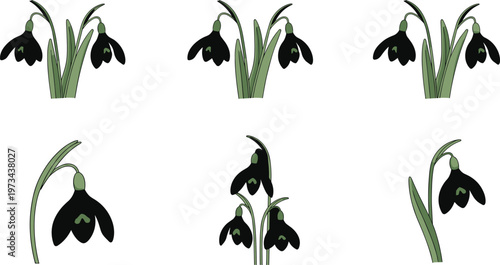 Snowdrop flower collection with different angles and arrangements, early spring botanical plant illustrations in clean vector style set