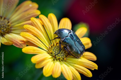 A bronze beetle on the petals of a yellow flower. Insects. The beauty of nature.