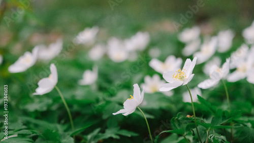 Forest flowers. A meadow of forest flowers. A natural floral backdrop. 