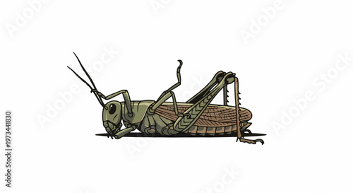 A stylized, detailed illustration of a grasshopper lying on its side