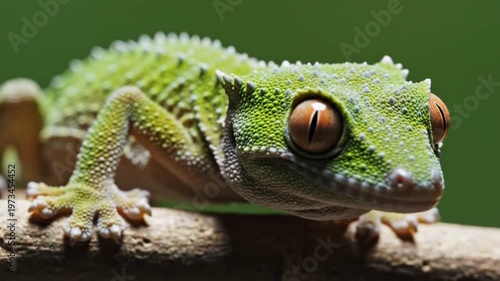 Crested Gecko with Orange Eyes on Branch, Close-up, Green Background