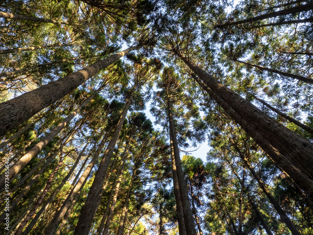 Fototapeta premium Looking Up at Tall Cedar Trees Forming a Forest Canopy