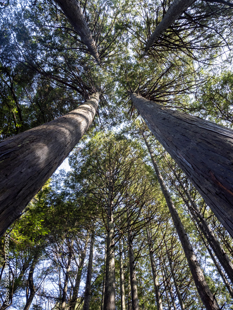 Fototapeta premium Tall Cedar Forest Canopy Seen from Below in Vertical Composition