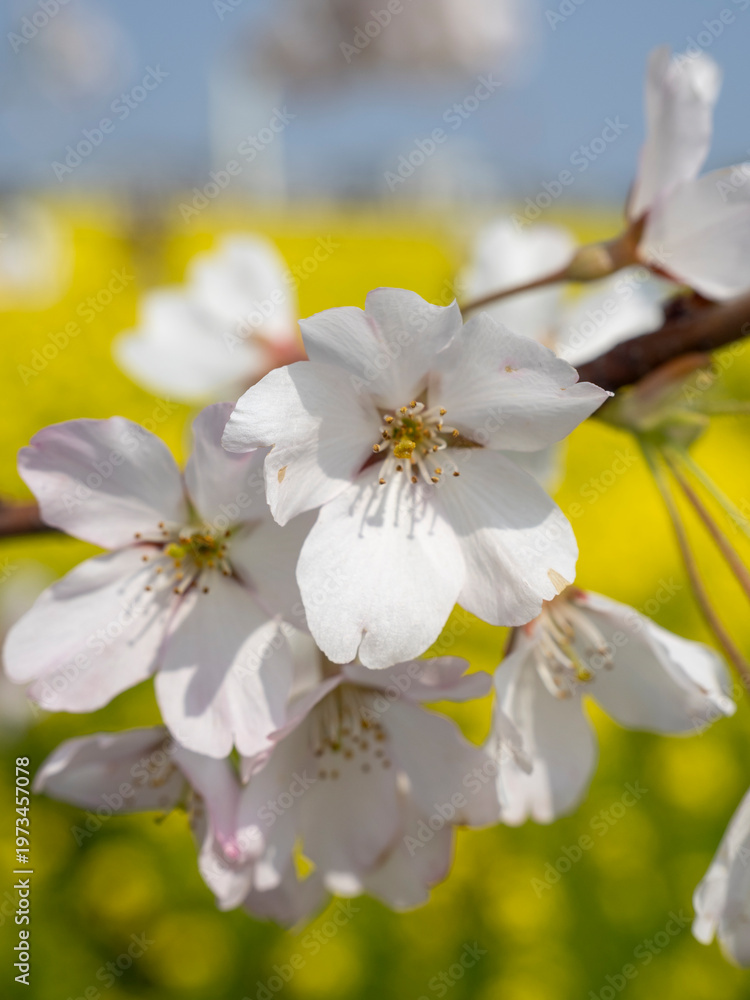 Fototapeta premium Close Up of Cherry Blossoms Against a Soft Yellow Rapeseed Background