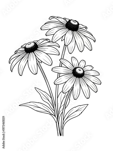 Line art black eyed susan illustration 