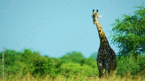 The giraffe Giraffa camelopardalis is an African even-toed ungulate mammal, the tallest living terrestrial animal and the largest ruminant. It is classified under the family Giraffidae. 
