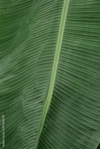 The neat texture of banana leaves with fresh green color, creates a very natural tropical background for visual material needs.