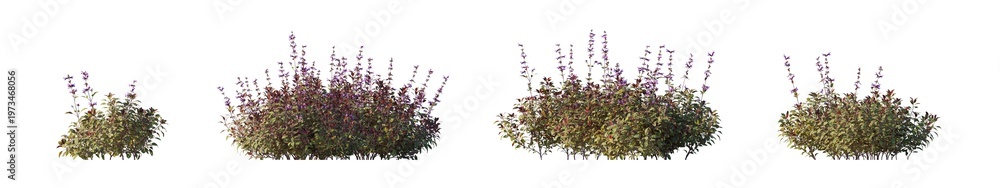 Obraz premium Salvia officinalis tricolor (tricolor sage, variegated sage, common sage tricolor) isolated PNG on a transparent background premium nature cutout