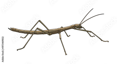 Master of camouflage, a stick insect, showcasing its elongated body and slender legs, perfectly mimicking a twig in its natural habitat.