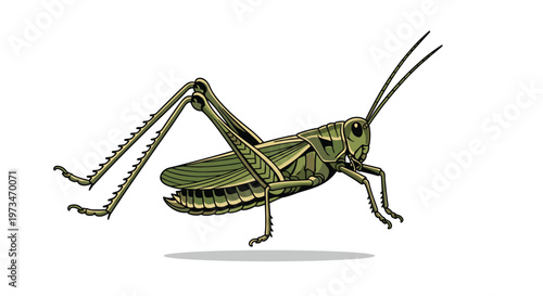 Robust grasshopper, a common insect, showcasing its powerful hind legs for jumping and its green camouflage, a symbol of summer fields.