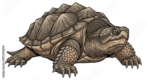 Formidable alligator snapping turtle, an ancient freshwater reptile, showcasing its spiky shell and rugged, powerful build.