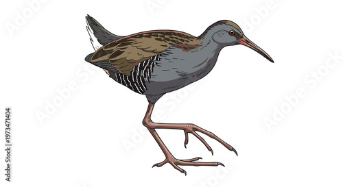 Graceful water rail bird, a shy wetland inhabitant, showcasing its slender body, long beak, and distinctive plumage, adapted for marshy environments.