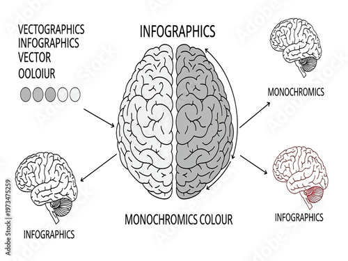 Exploring the Brain's Role in Visualizing Infographics and Monochromatic Color Schemes Through Conceptual Design