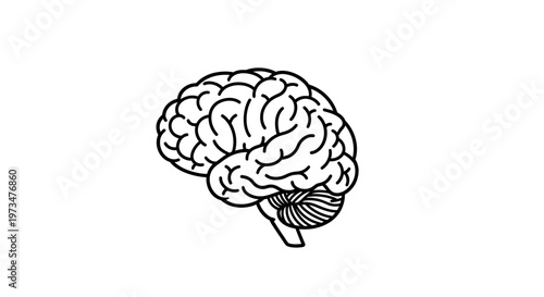 Line art illustration of a human brain, symbolizing thought, ideas, and intelligence