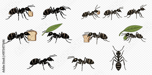 Ants carrying food and leaves, set of illustrations on transparent background.