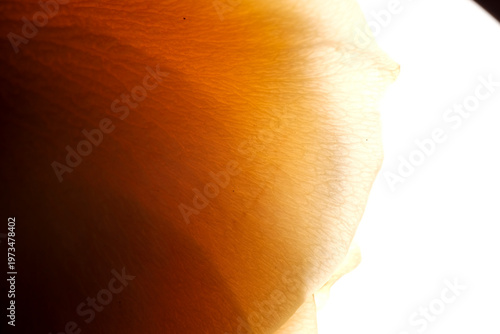 Canvas Print Backlit orange petal macro