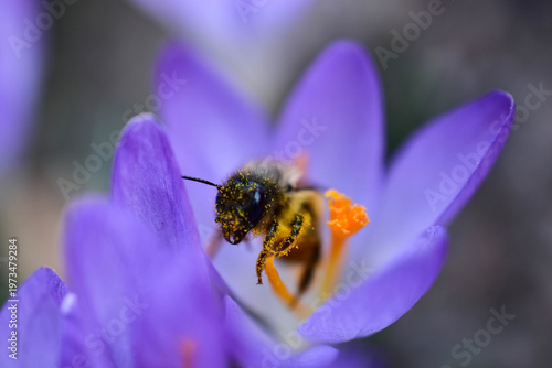 A bee collects pollen on a purple crocus flower. Blurred background