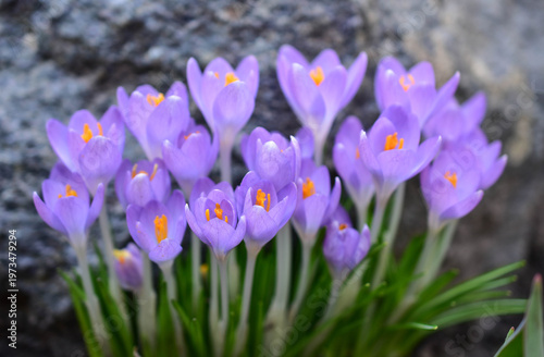 Many blooming lilac crocus flowers in spring.
