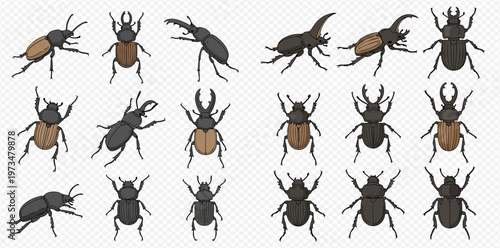Collection of various beetle species in different poses, including stag beetles and rhinoceros beetles, on a transparent background.