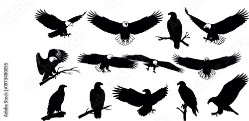 Collection of eagle silhouettes in flight and perched positions isolated on white background, wildlife illustration, bird of prey concept, nature design elements set