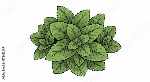Overhead view of a cluster of vibrant green mint leaves, artfully illustrated