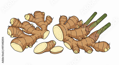 A stylized illustration of various ginger roots and slices on a white background