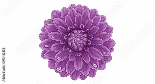 A detailed illustration of a purple dahlia flower with dew drops on its petals