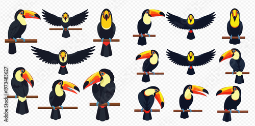 Collection of colorful toucan birds in various poses, tropical wildlife vector illustration set.