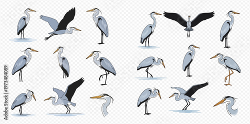 Set of grey heron birds in various poses, including standing, flying, and fishing, isolated on a transparent background.