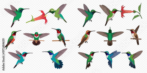 Set of colorful hummingbirds in various poses, flying, perching, and feeding from a flower, isolated on a transparent background.
