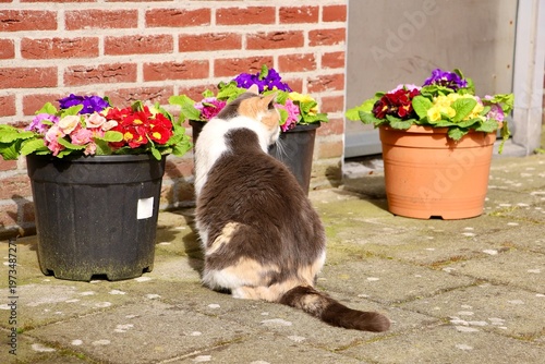 A cat sitting near flower pots in a small courtyard. A cozy and peaceful moment of local life in Haarlem.