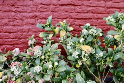 Green and white plants growing along a brick wall in Haarlem. A calm and natural detail of a residential street.