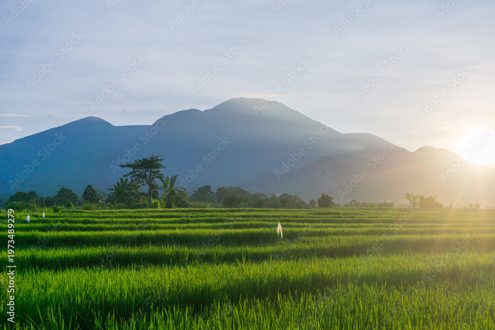 Obraz premium Beautiful morning view in Indonesia, panoramic landscape of rice fields with mountain ranges and clear sky