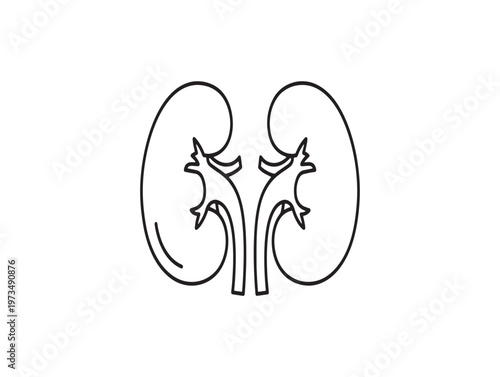 Detailed line art illustration of human kidneys anatomical study for medical or educational purposes