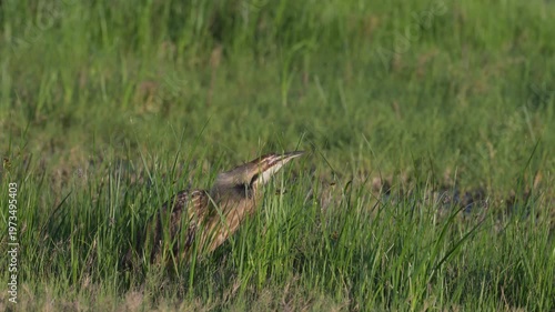 American Bittern Calling (booming) during Spring Breeding Season in California