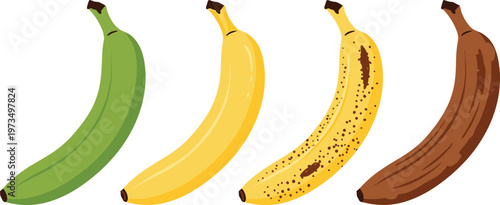 Illustration of 4 Stages of Banana Ripening from Green to Brown for Fresh Fruit, Healthy Eating, and Food Design