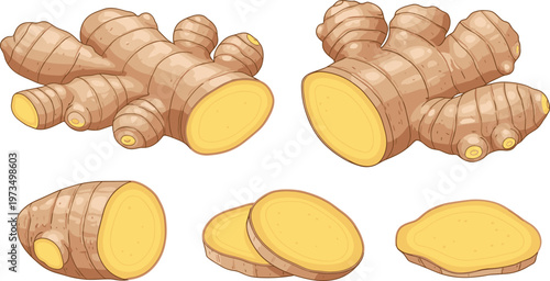 Ginger Root Vector Set with Whole, Sliced, and Cross-Sectioned Pieces for Healthy Cooking and Organic Farming Designs