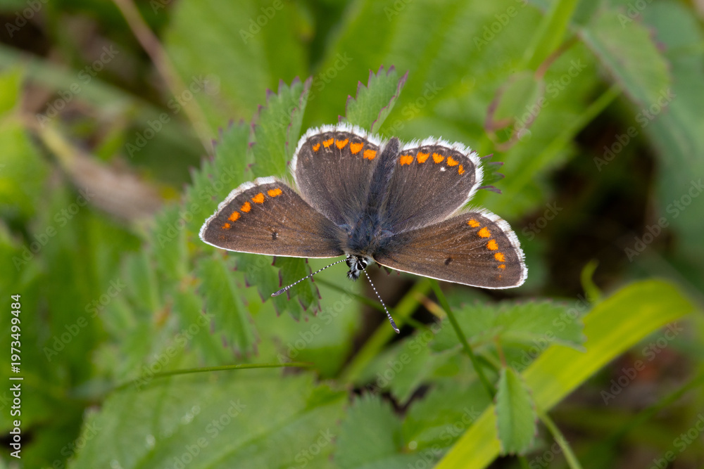 Fototapeta premium Northern Brown Argus Butterfly resting on a leaf. County Durham, England, UK.