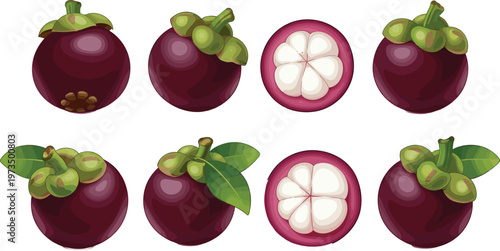 Mangosteen Fruit Vector Set Featuring Whole and Sliced Mangosteens with Leaves for Tropical, Exotic Fruits, and Fresh Produce Illustrations